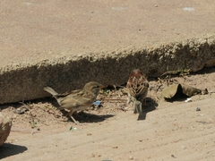 Passer domesticus