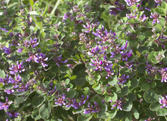 Lespedeza cyrtobotrya