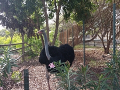 Struthio camelus