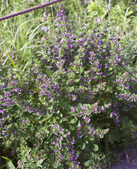 Lespedeza cyrtobotrya