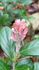 Exobasidium vaccinii