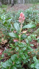 Exobasidium vaccinii