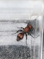 Dasymutilla scaevola