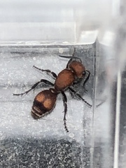 Dasymutilla scaevola