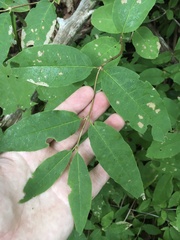 Lonicera canadensis