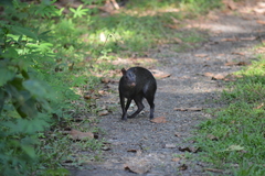 Dasyprocta fuliginosa