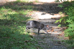 Dasyprocta fuliginosa