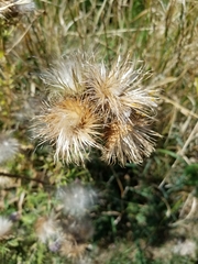 Cirsium