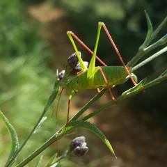 Leptophyes laticauda