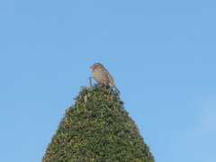 Passer domesticus