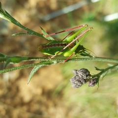 Leptophyes laticauda