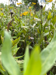 Argiope bruennichi