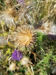 Cirsium