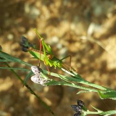 Leptophyes laticauda