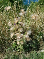 Cirsium