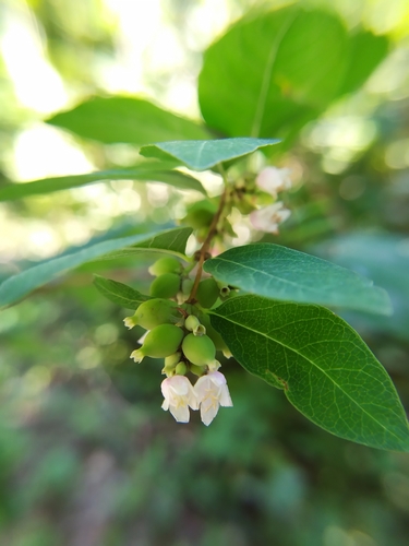 Symphoricarpos albus