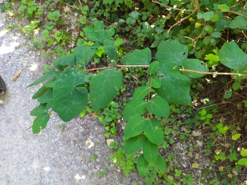 Symphoricarpos albus