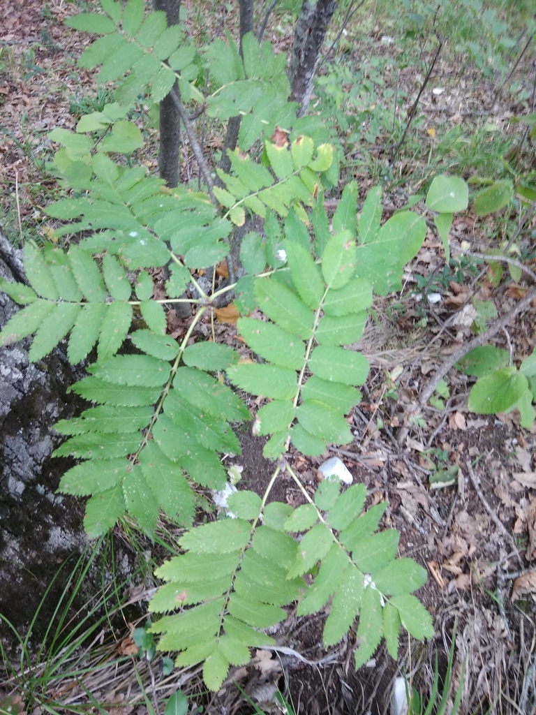 European Mountain Ash From On August   Large 