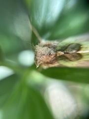 Diachrysia chrysitis