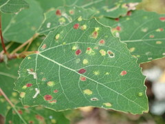 Aceria varia