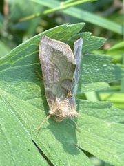 Diachrysia chrysitis