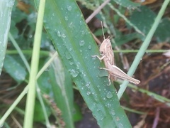 Euchorthippus elegantulus