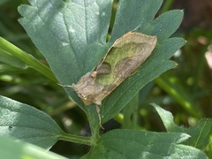 Diachrysia chrysitis