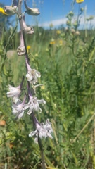Delphinium wootonii