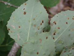 Aceria varia