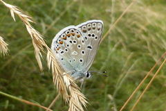 Polyommatus escheri