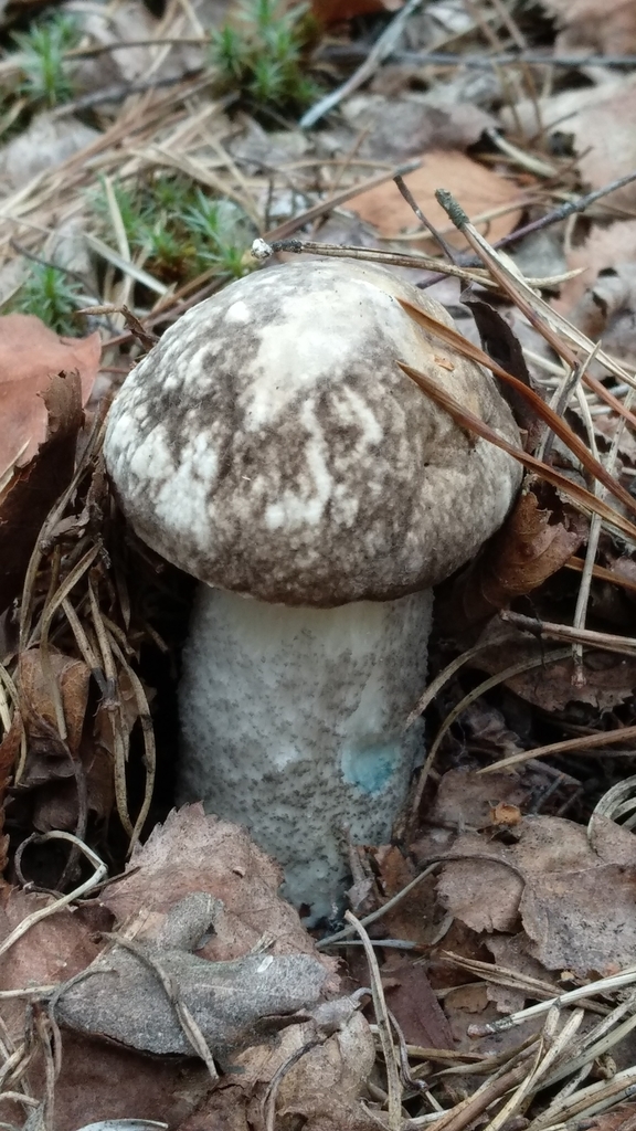 Mottled Bolete