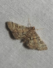 Steniini