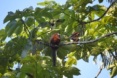 Plecturocebus discolor