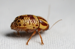 Cryptocephalus duryi