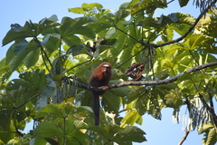 Plecturocebus discolor