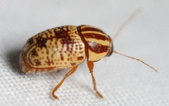 Cryptocephalus duryi