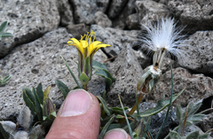 Agoseris monticola