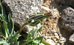 Agoseris monticola