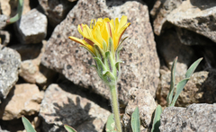 Agoseris monticola