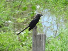 Crotophaga ani