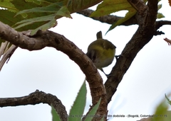 Vireo flavoviridis
