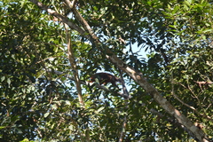 Plecturocebus discolor