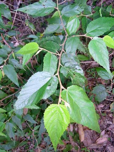 Androcalva fraseri (J.Gay) C.F.Wilkins & Whitlock