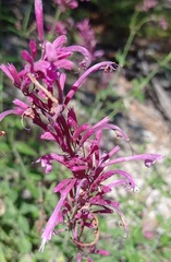 Agastache pallida