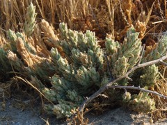 Chloropyron palmatum