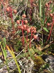 Pyrola grandiflora