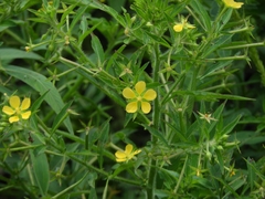 Ludwigia