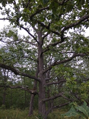 Quercus macranthera