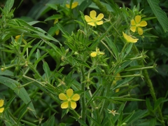 Ludwigia