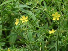 Ludwigia